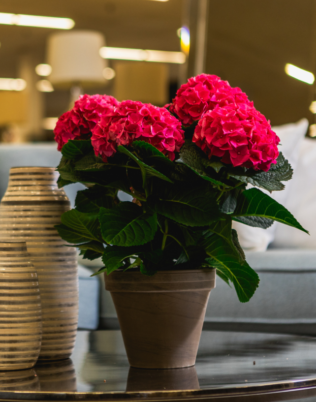 One Floral | Cerise™
